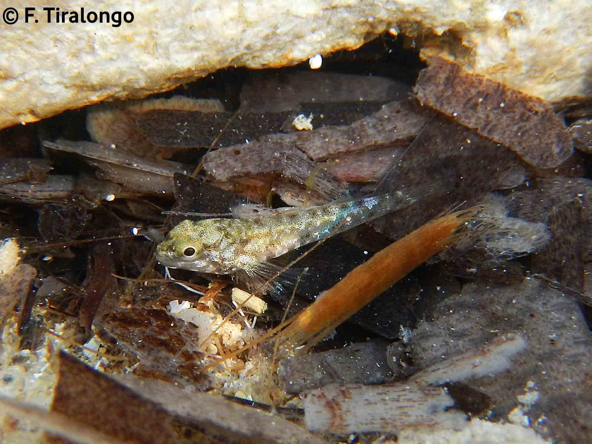 juvenile Gobius cobitis